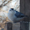 White-breasted Nuthatch