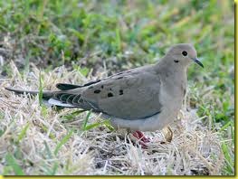 mourning dove 2