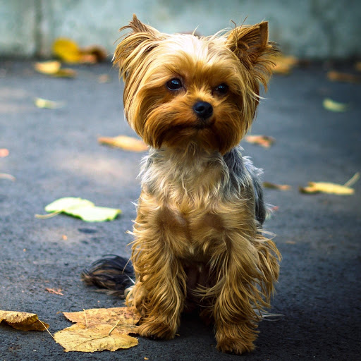 Hd-160045-ascw160045