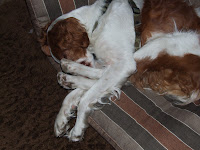 Buddy the dog.