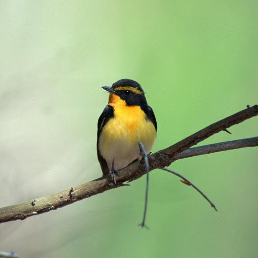 Hd-181230-ascw181230