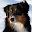 Australian Shepherds Wallpaper Download on Windows