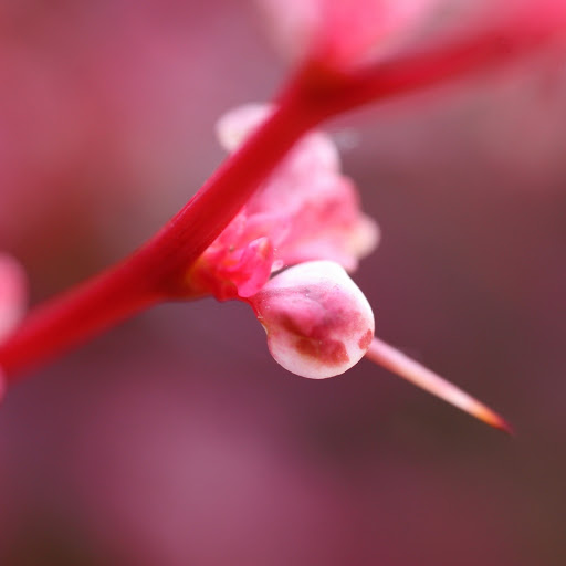 Hd-165203-ascw165203