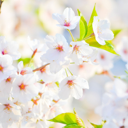 Hd-186232-ascw186232