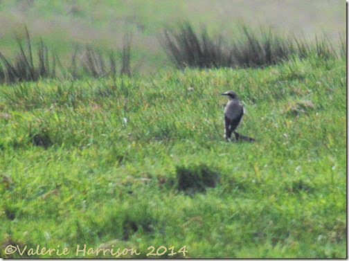 2-wheatear