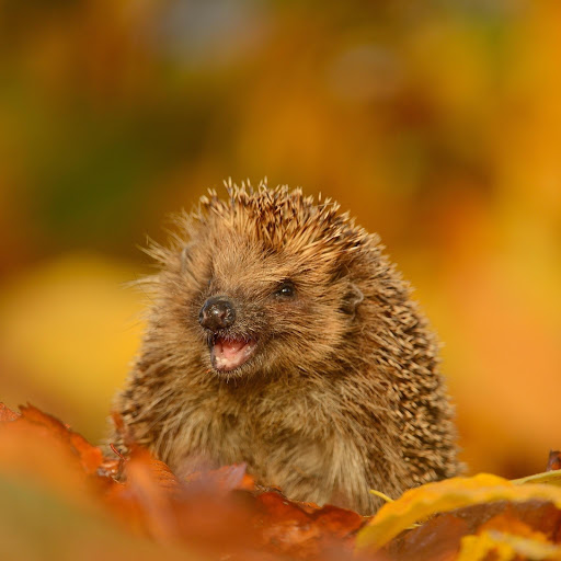 Hd-156838-ascw156838