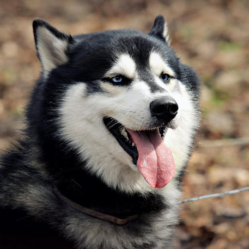 Hd-175821-ascw175821