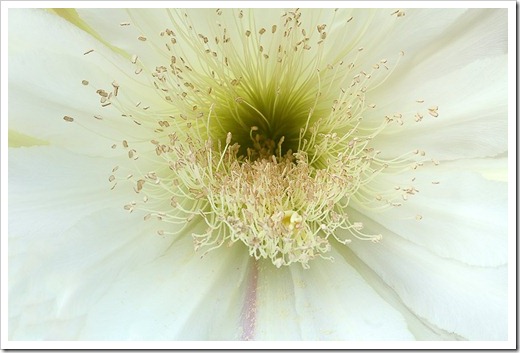110817_Cereus-hildmannianus-subsp-hildmannianus-3-flowers_09
