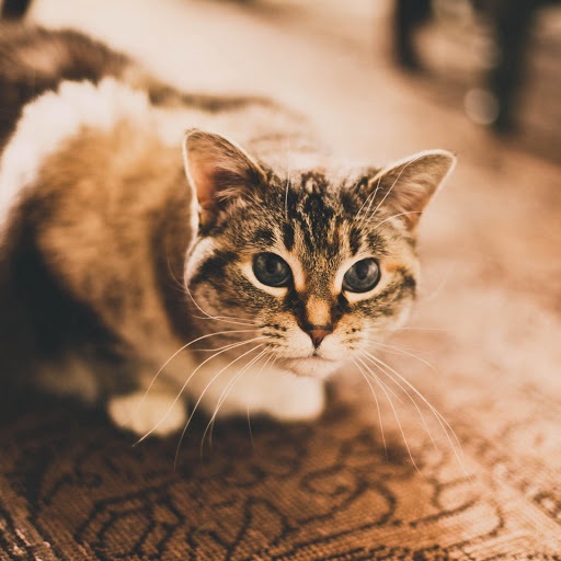 Hd-157576-ascw157576