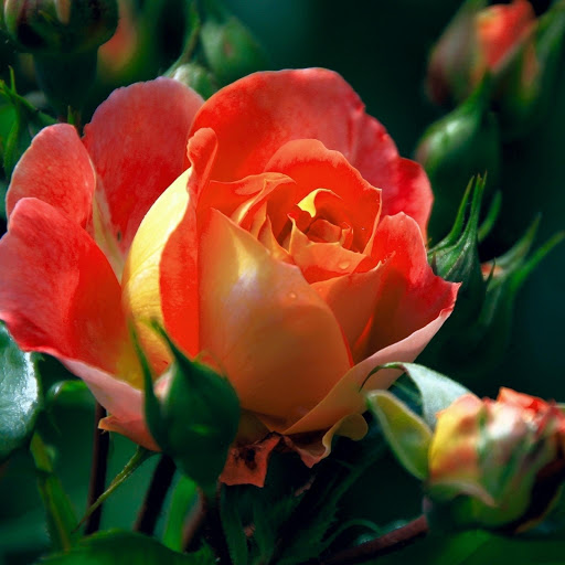 Hd-176310-ascw176310