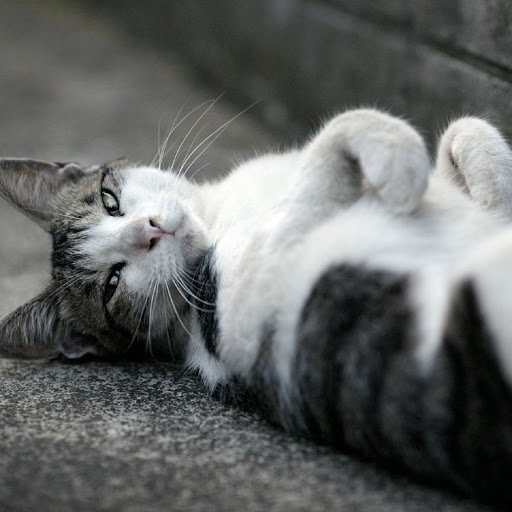 Hd-137417-ascw137417