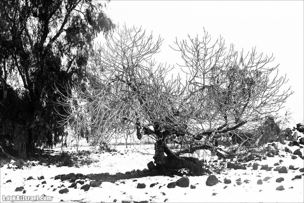 LookAtIsrael.com | Снег в Израиле, Голанские высоты и Галилея | Snow in Israel, Golan Heights and Galilee | שלג בישראל, רמת הגולן וגליל