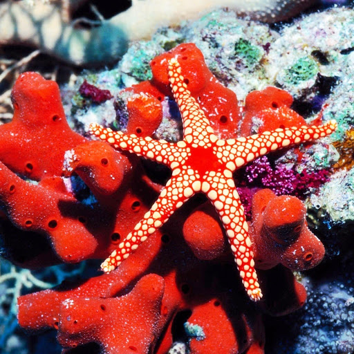 Hd-163228-ascw163228