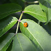 Seven-spotted Lady Beetle