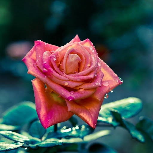 Hd-177325-ascw177325