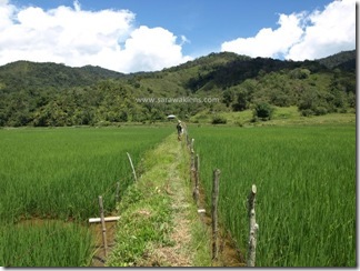 Bakalalan_rice_field_sawah_padi_2