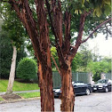 paper-bark maple