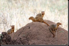 October 19, 2012 mongoose