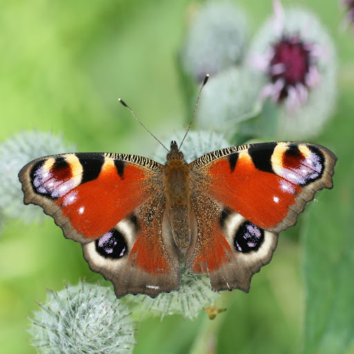 Hd-155934-ascw155934