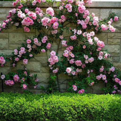 Hd-180227-ascw180227