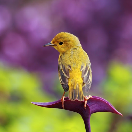 Hd-177885-ascw177885