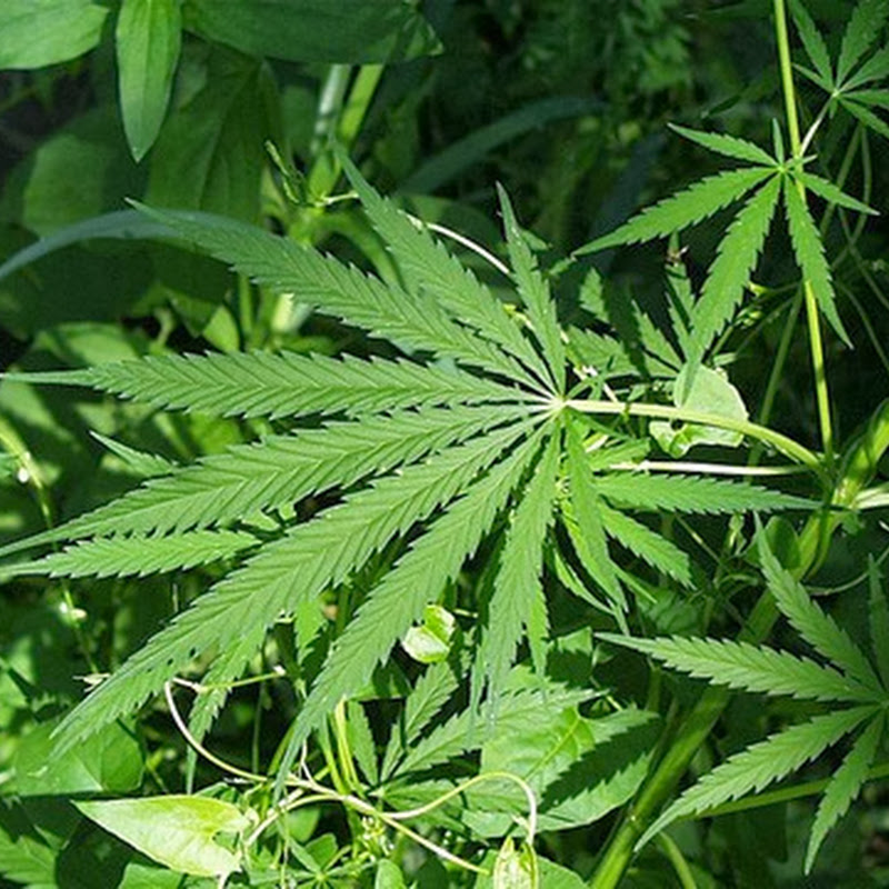 Il Colorado ha incassato due milioni di dollari in tasse dopo aver legalizzato la vendita di marijuana.