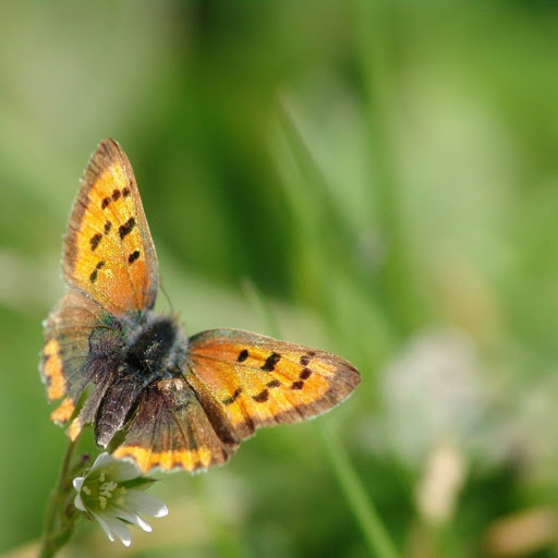 Hd-139474-ascw139474