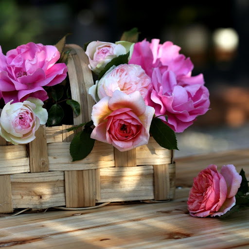 Hd-166827-ascw166827