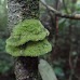 Hike around Finca Neblina del Bosque - La Rampla, Nicaragua esteli-jinotega-miraflor_074.jpg