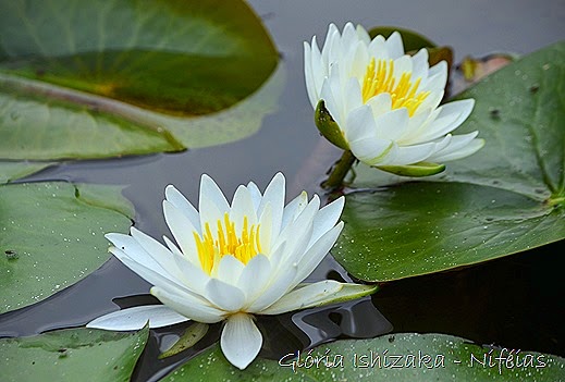 Glória Ishizaka - flores 102