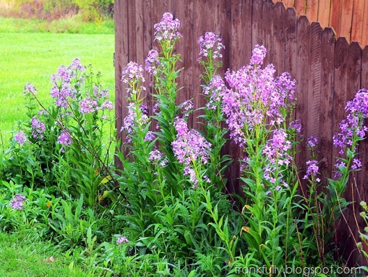 wildflowers