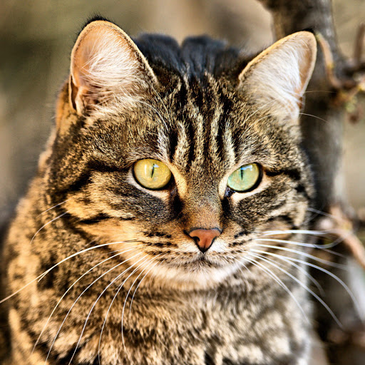 Hd-181596-ascw181596