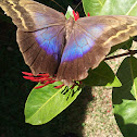 Owl Butterfly - Mariposa Búho