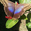 Owl Butterfly - Mariposa Búho