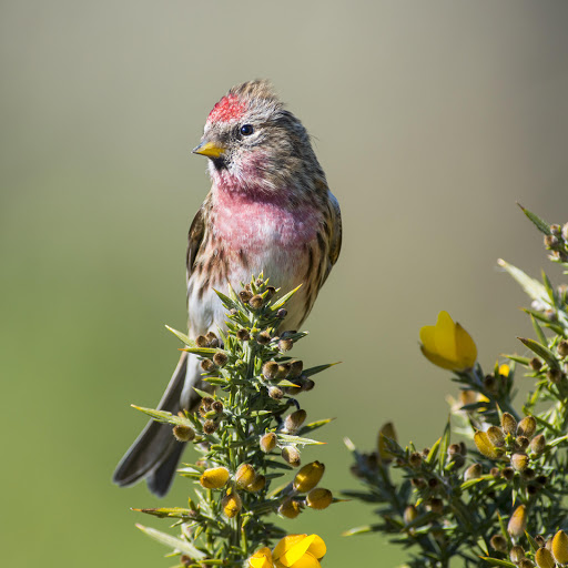 Hd-177887-ascw177887