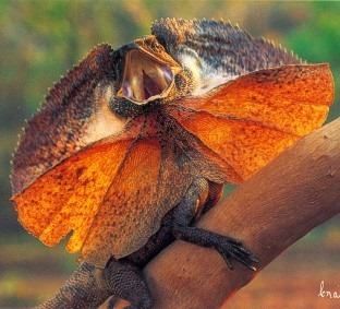[Amazing%2520Animal%2520Pictures%2520Frill%2520Necked%2520Lizard%2520%25288%2529%255B3%255D.jpg]