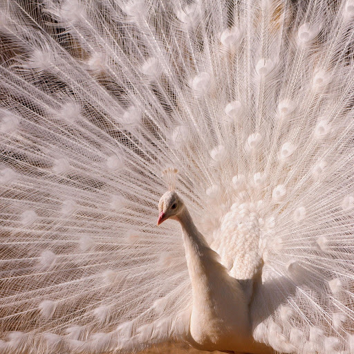 Hd-135477-ascw135477