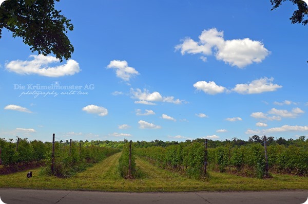 Hunderunde (01) Erdbeerfeld 16052014