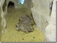2011.11.25-005 tortues sillonnées