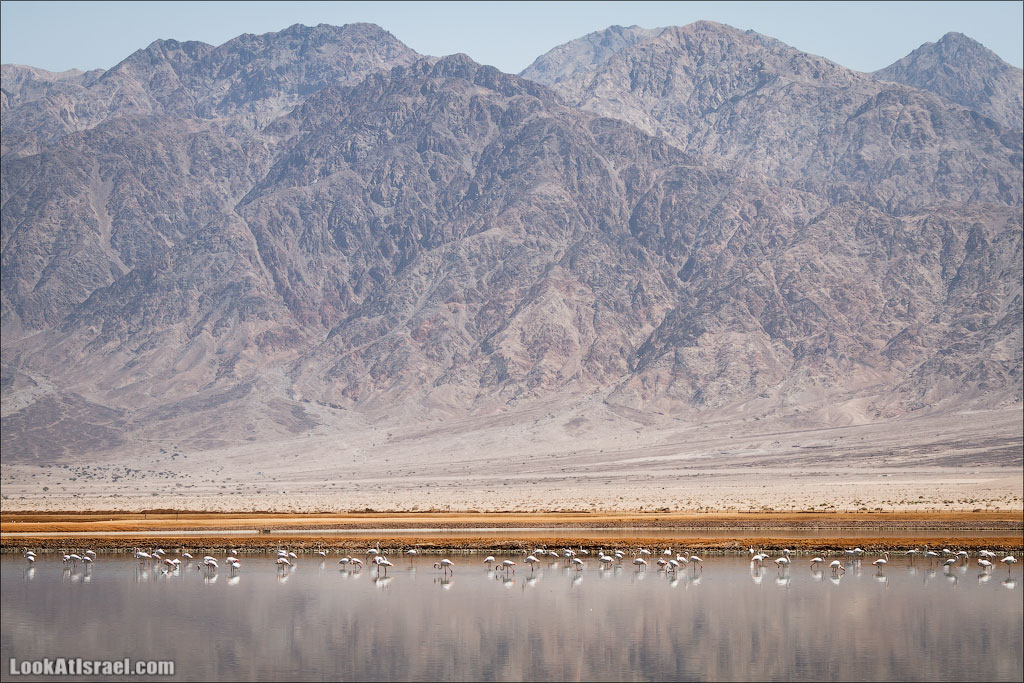 Озера с Фламинго | LookAtIsrael.com: Фото-блог о путешествиях по Израилю. Тель Авив, Иерусалим, Хайфа 