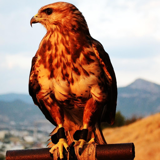 Hd-181234-ascw181234