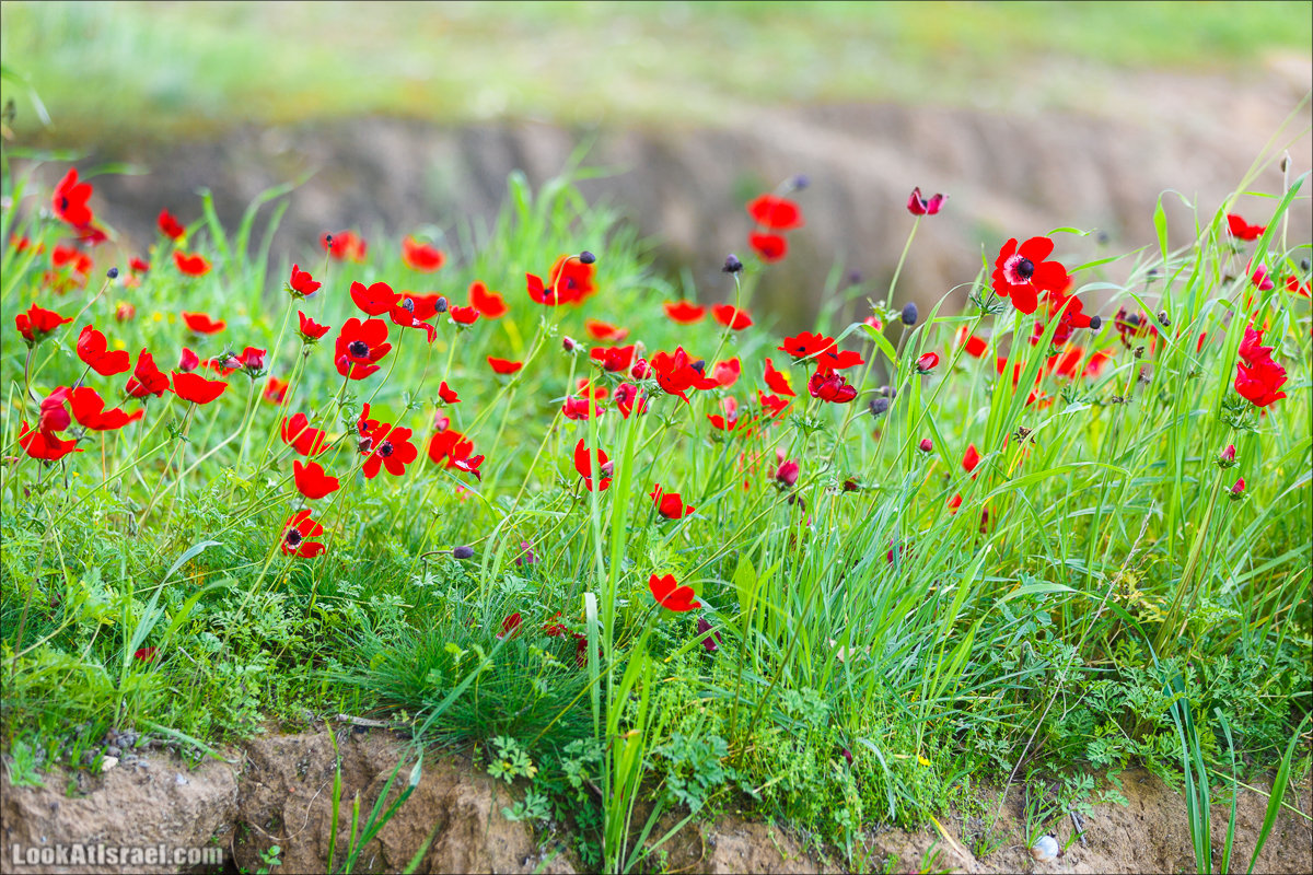 Анемоны (каланиет) пустыни Негев - Фестиваль Даром Адом в LookAtIsrael.com - Фото путешествия по Израилю | Red South festival of anemones in Negev | דרום אדום - קלניות בבארי