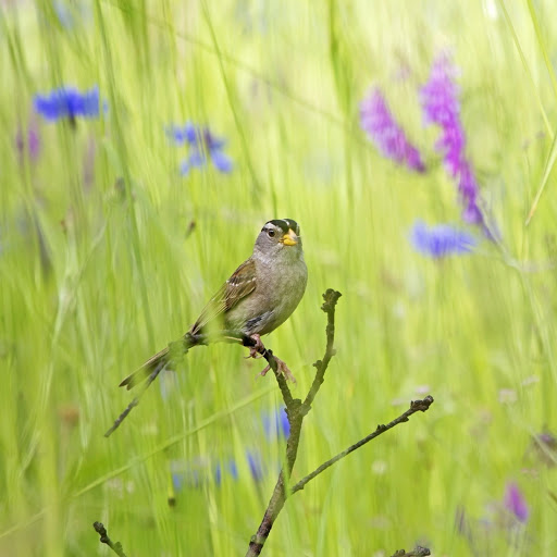 Hd-141963-ascw141963