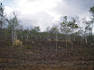 Austr_512_12.11.2007.JPG
