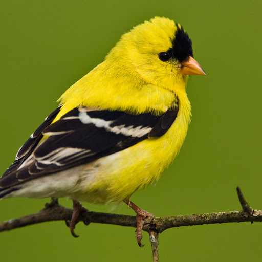 Hd-144139-ascw144139