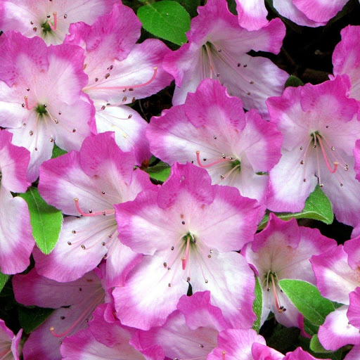 Hd-148261-ascw148261