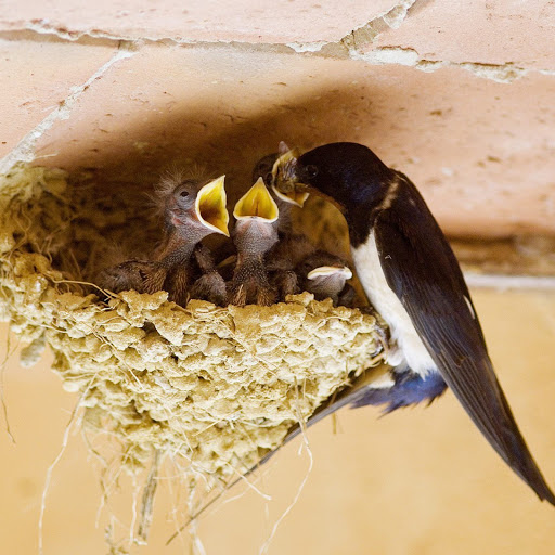 Hd-142485-ascw142485