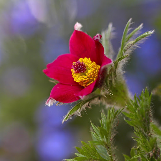 Hd-156732-ascw156732