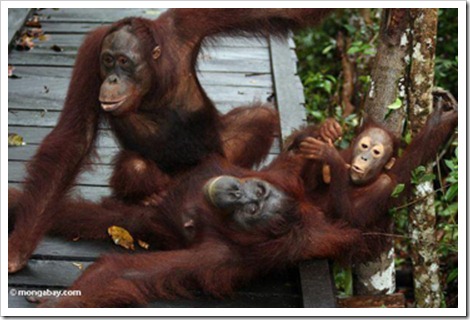orangutan island socializing Equal Money