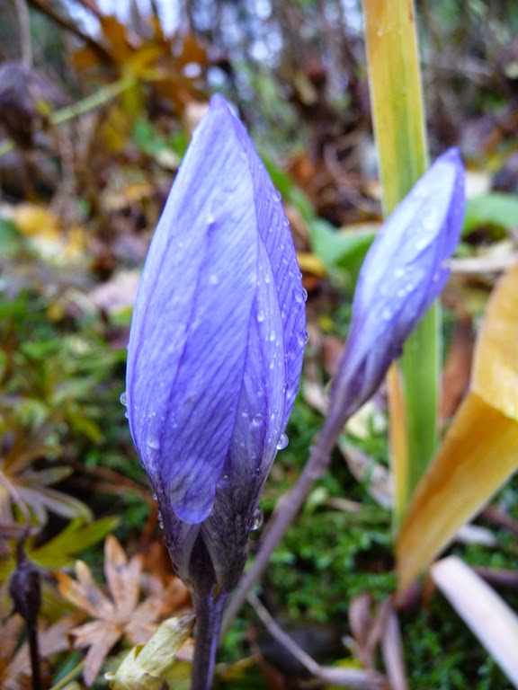 [Crocus%2520speciosus%2520Oxonian%2520Daniel%2520Grankvist%255B4%255D.jpg]